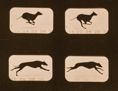 Image Sequence of Running Greyhounds, 